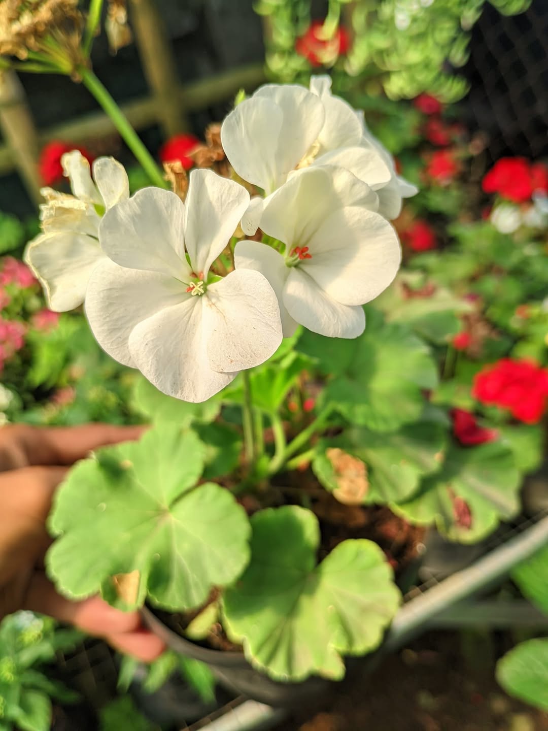 tanaman hias pengusir nyamuk, geranium