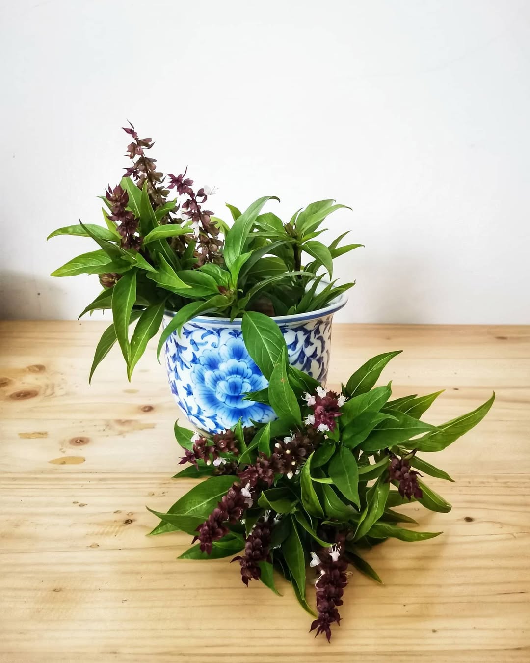 tanaman hias pengusir nyamuk, selasih