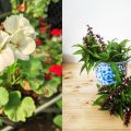 9 Tanaman Hias Pengusir Nyamuk yang Cantik dan Bermanfaat untuk Rumah