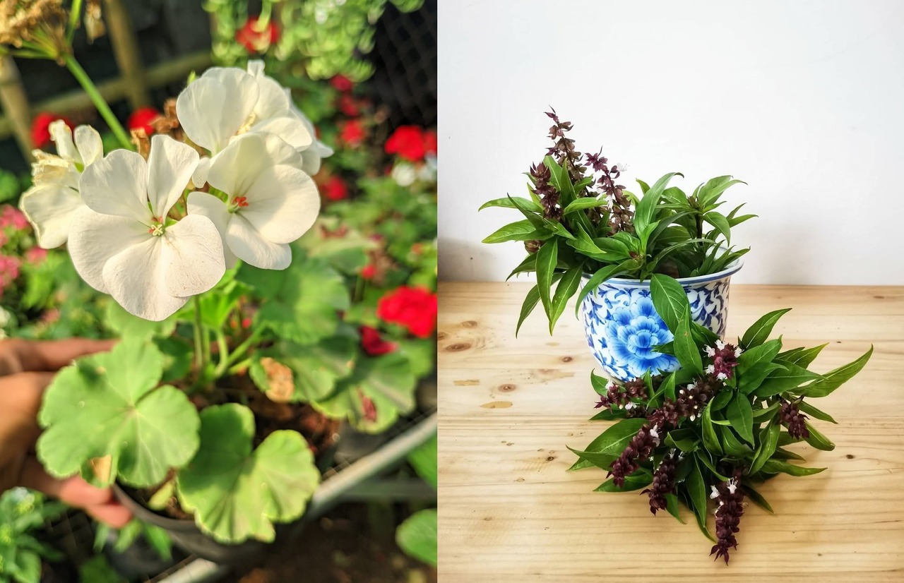 tanaman hias pengusir nyamuk