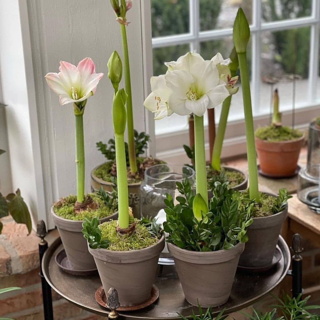 2. Desain Taman Bunga Minimalis dengan Meja Bulat