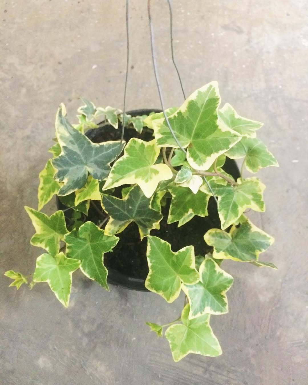 hias gantung tanaman hias tempel dinding, english ivy