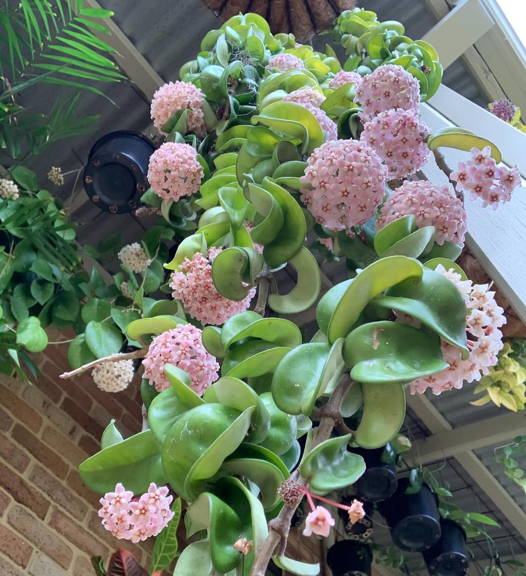 Hoya Carnosa