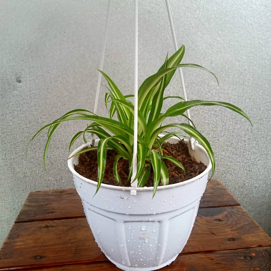 spider plant