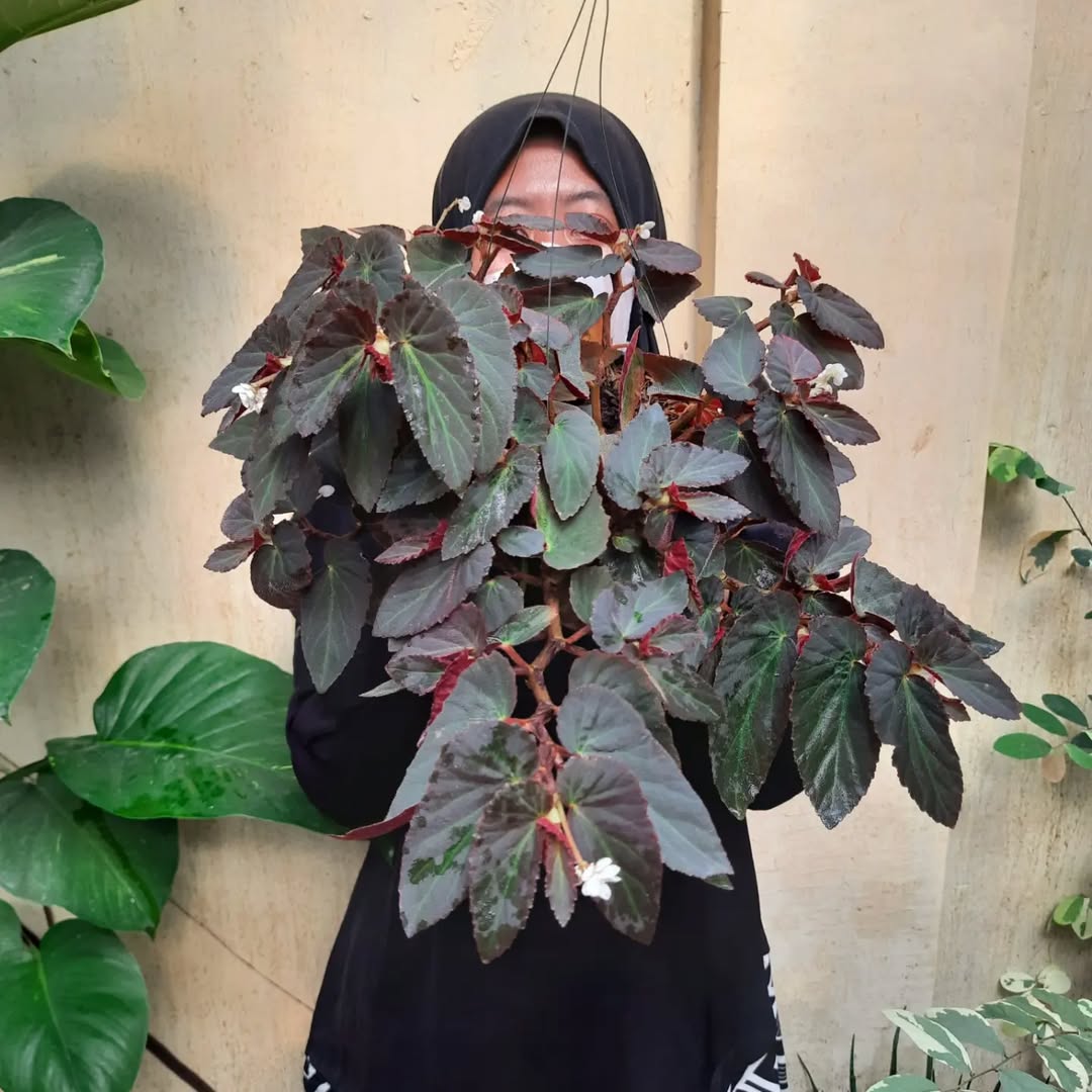 tanaman hias gantung di dinding, begonia gantung