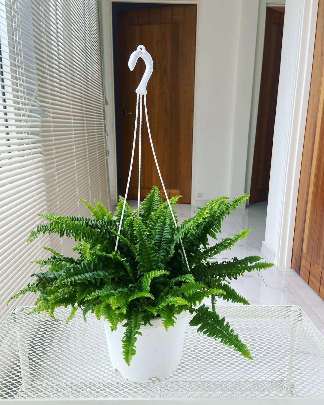 boston fern