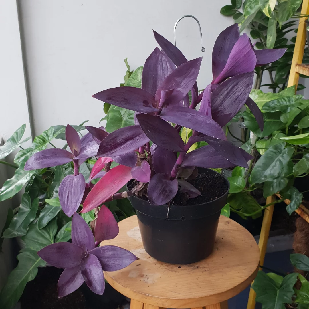 tradescantia