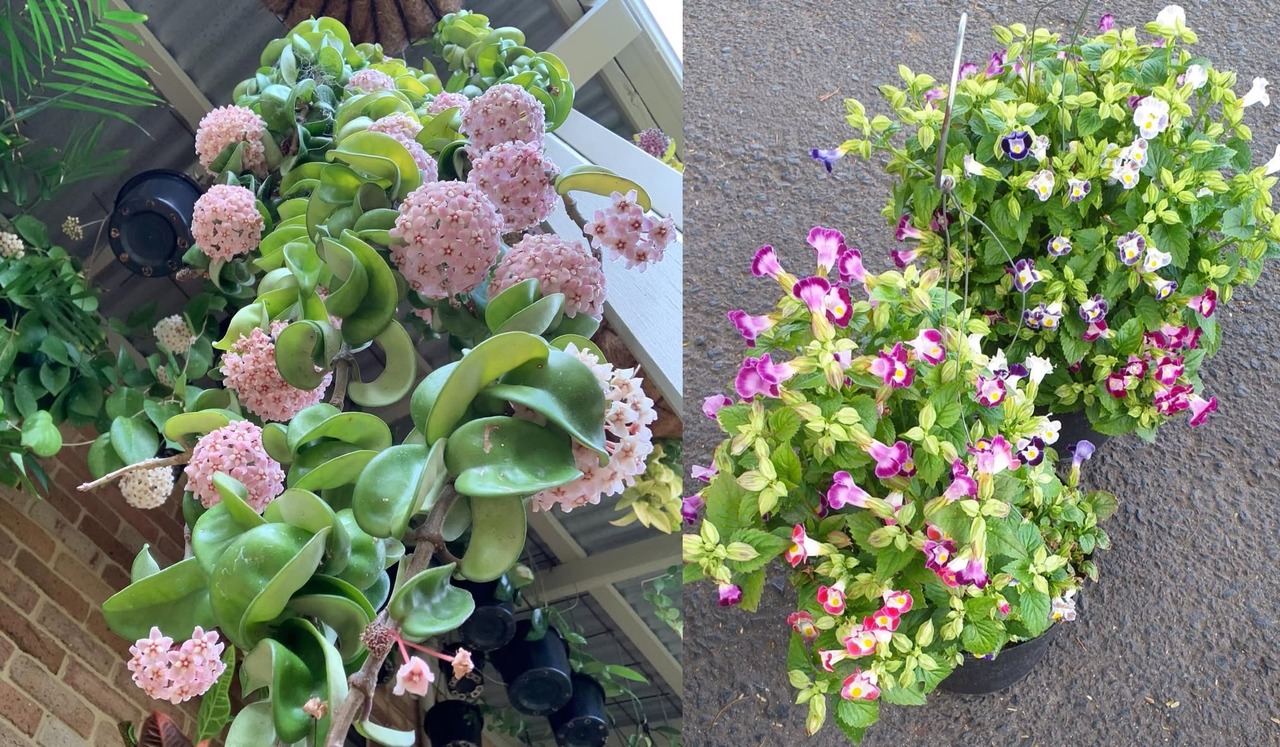 tanaman hias gantung dinding