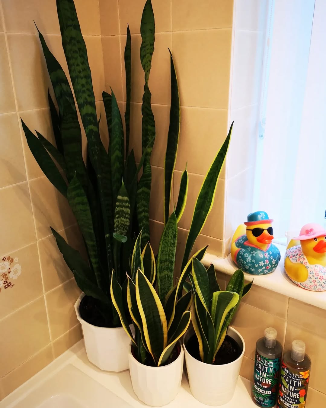 tanaman untuk kamar mandi tertutup, lidah mertua