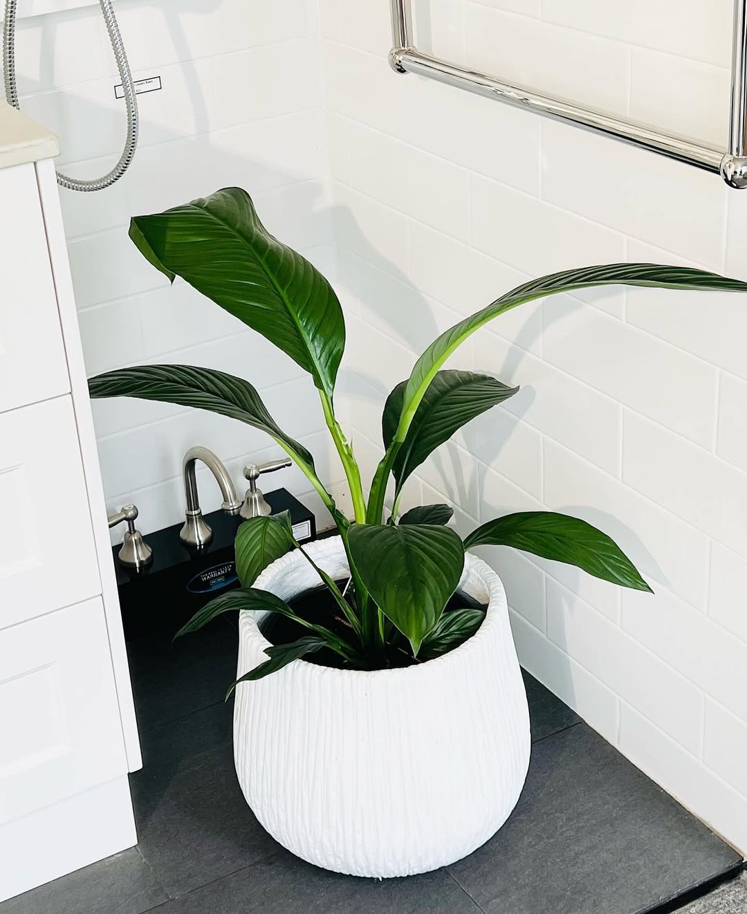 tanaman hias untuk kamar mandi, peace lily