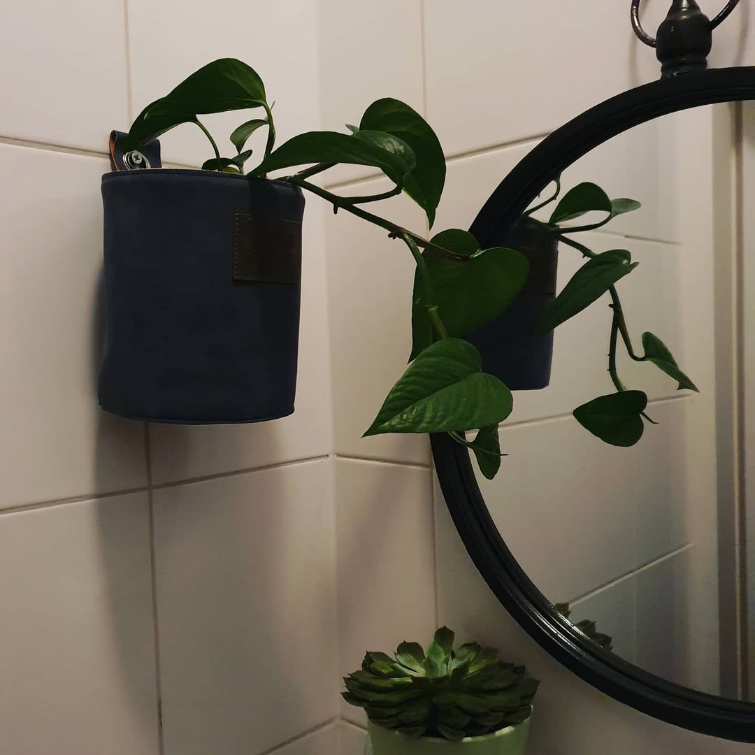 tanaman yang cocok untuk kamar mandi, sirih gading