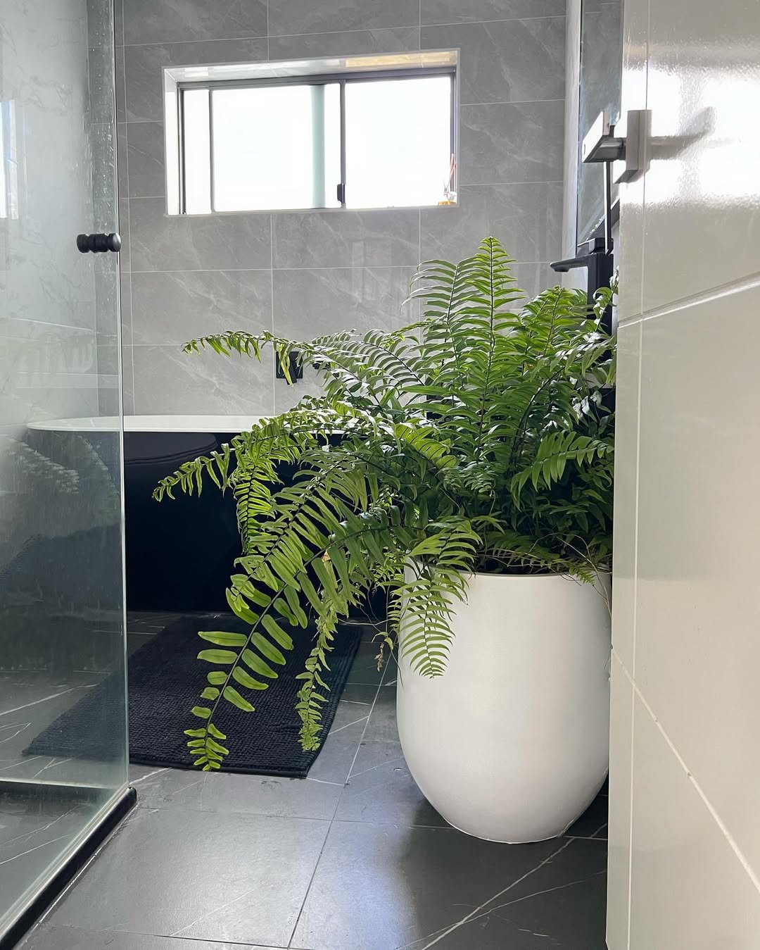 tanaman yang bagus untuk di kamar mandi, boston fern