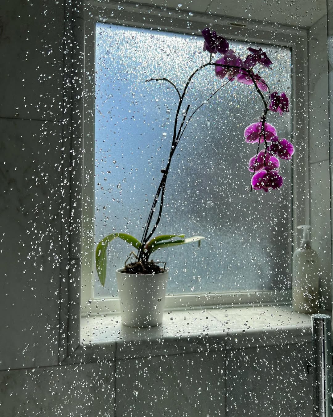 tanaman hias untuk di kamar mandi, anggrek