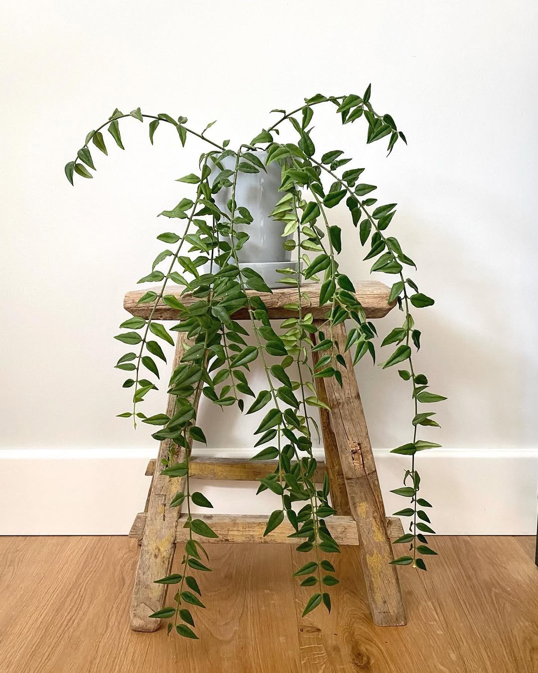 tanaman wangi untuk kamar mandi, hoya