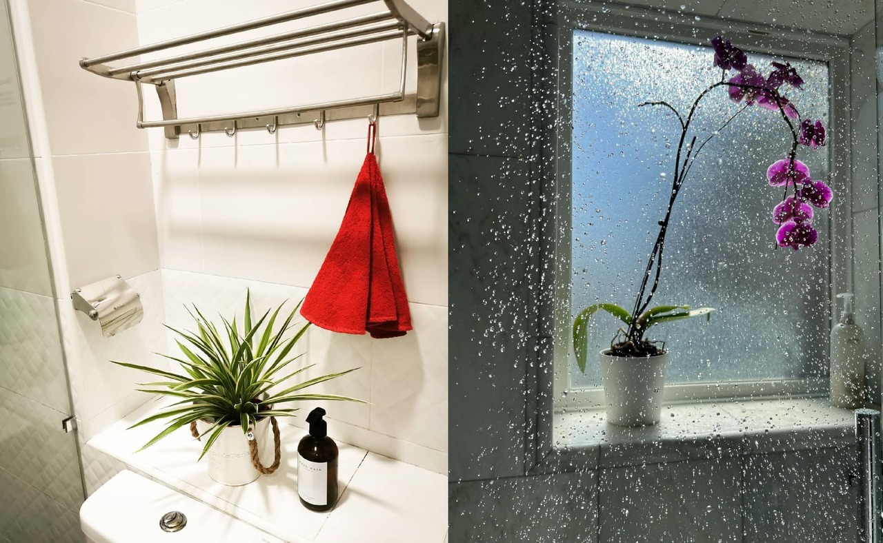 tanaman untuk kamar mandi