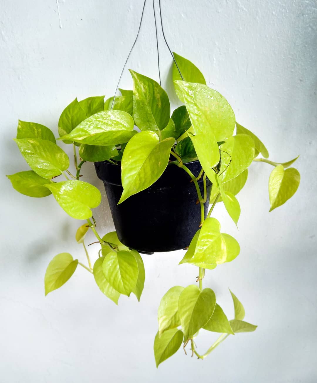 tanaman rambat gantung, sirih gading tanaman rambat gantung, sirih gading