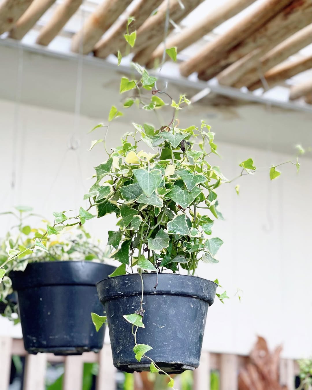 tanaman rambat akar gantung, english ivy tanaman rambat akar gantung, english ivy