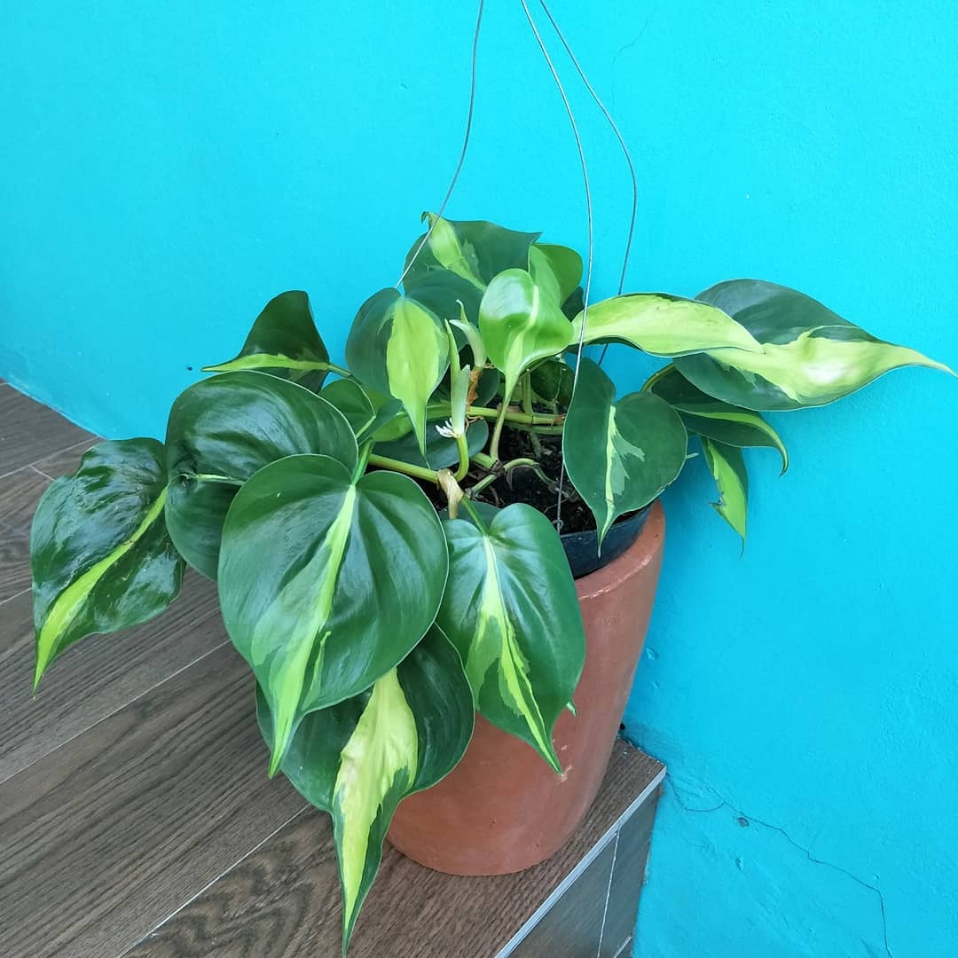 tanaman rambat gantung indoor, philodendron brasil tanaman rambat gantung indoor, philodendron brasil