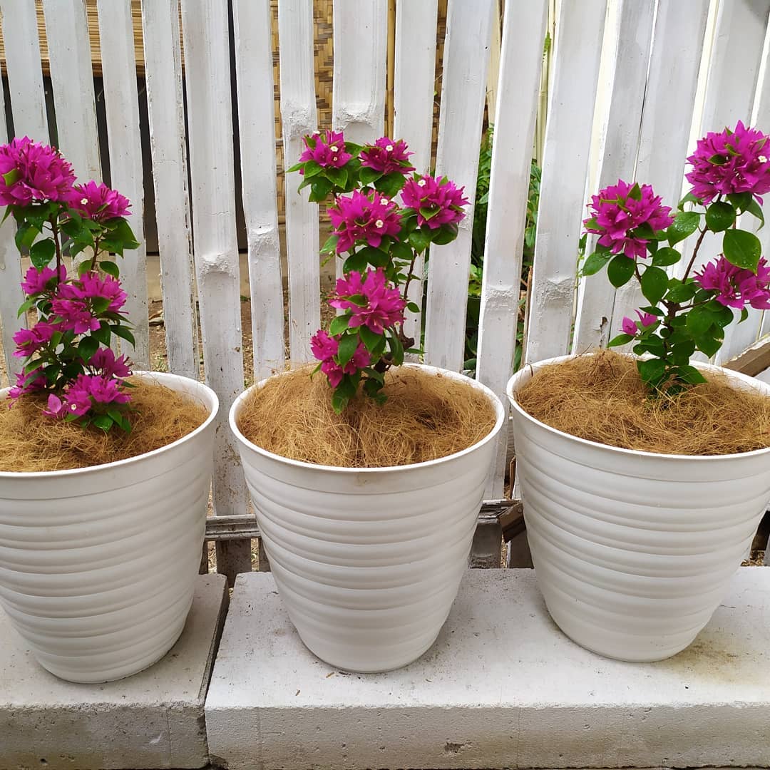 tanaman hias gantung tanaman rambat, bougenville mini tanaman hias gantung tanaman rambat, bougenville mini