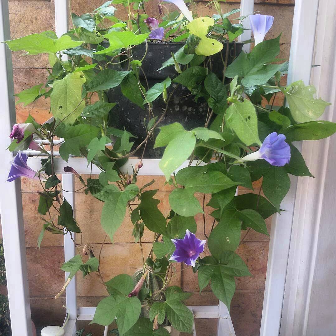 tanaman rambat pot gantung, morning glory tanaman rambat pot gantung, morning glory