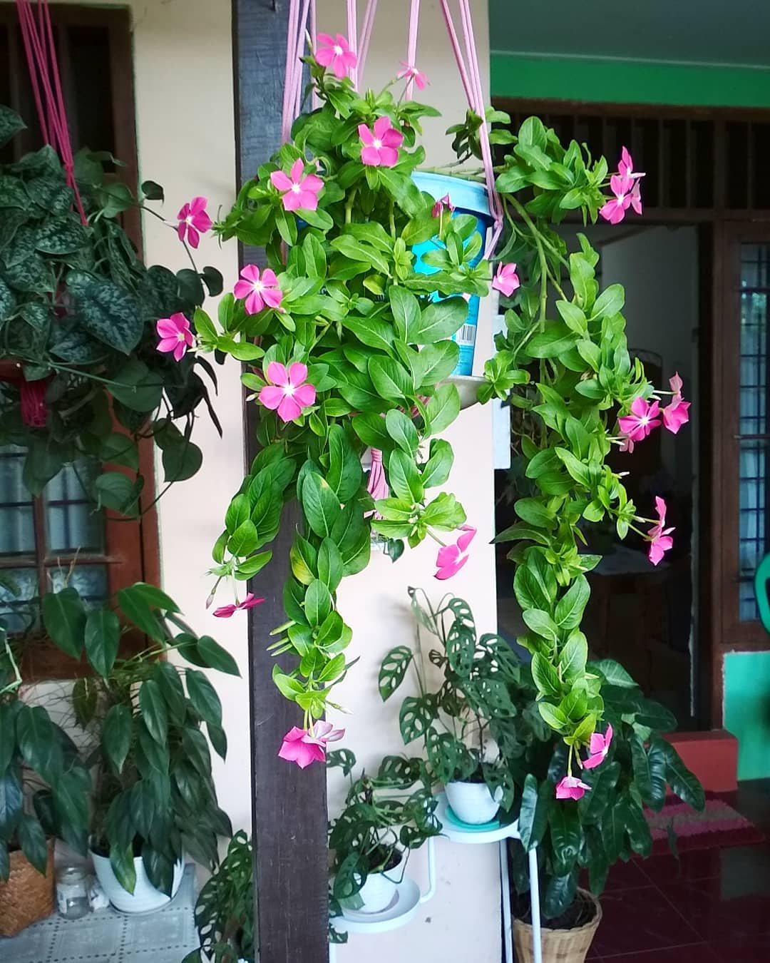 tanaman bunga rambat gantung, tapak dara tanaman bunga rambat gantung, tapak dara