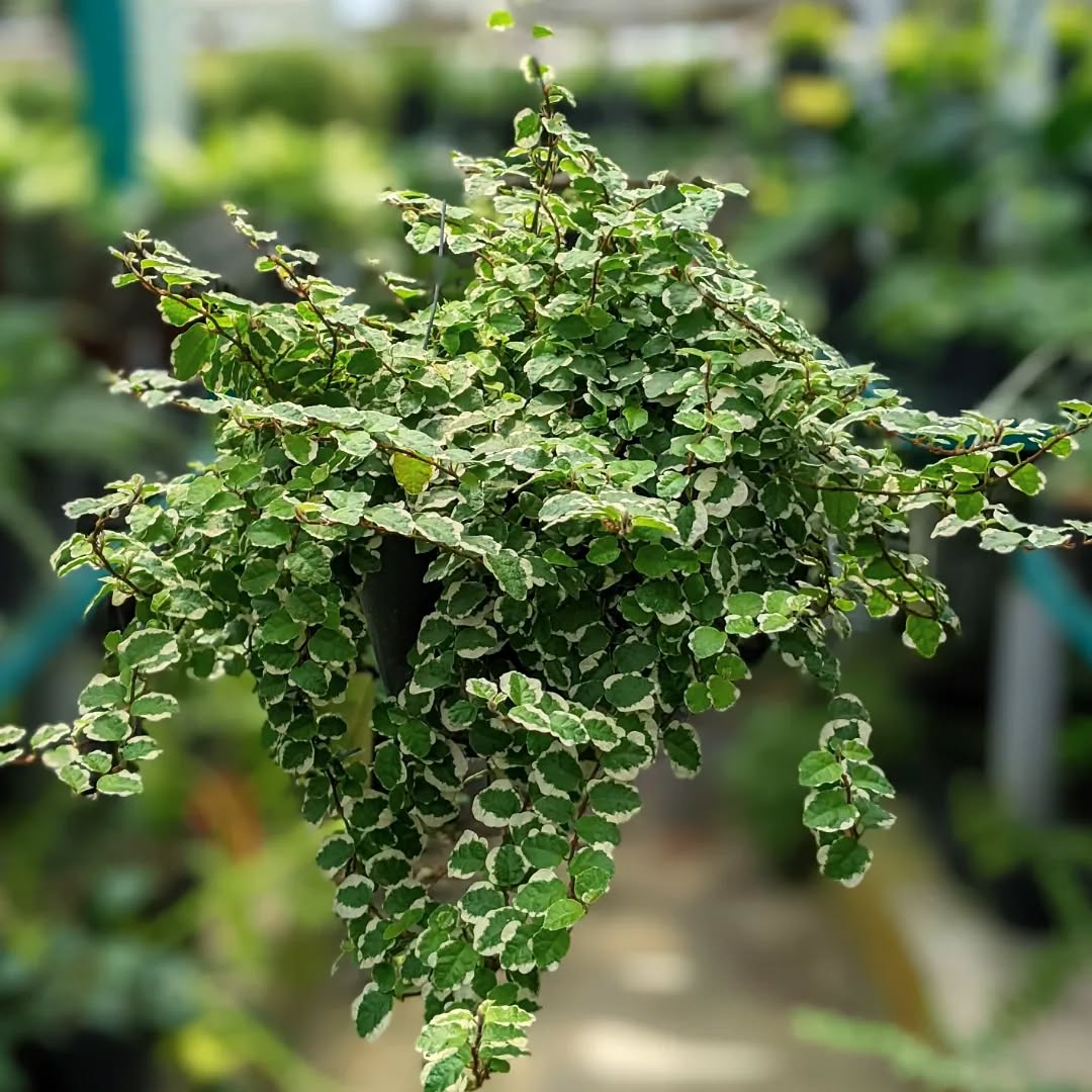 creeping fig creeping fig