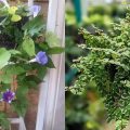10 Jenis Tanaman Rambat Gantung yang Cantik untuk Indoor & Outdoor