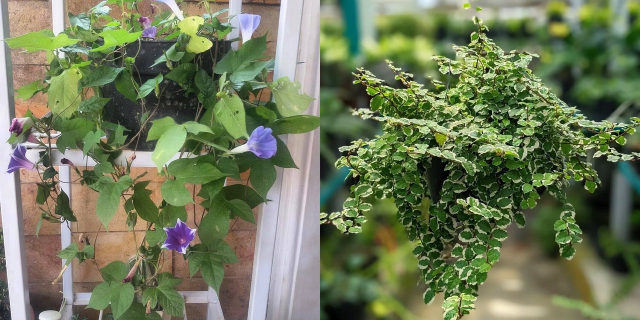 tanaman rambat gantung