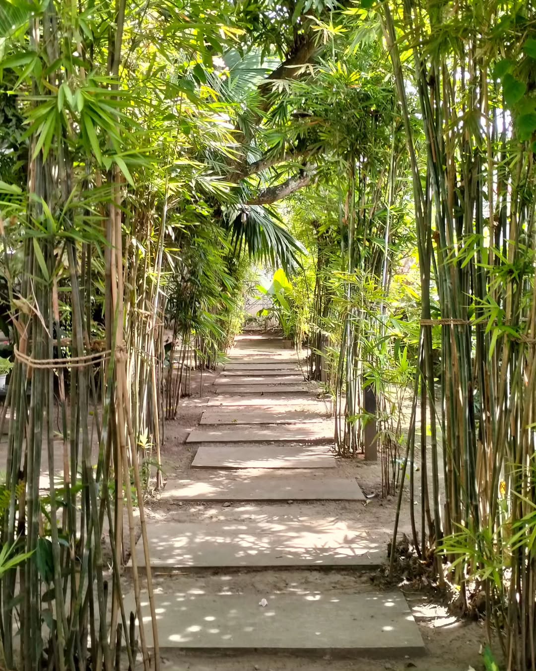 tanaman pagar yang cepat tumbuh, bambu hias tanaman pagar yang cepat tumbuh, bambu hias