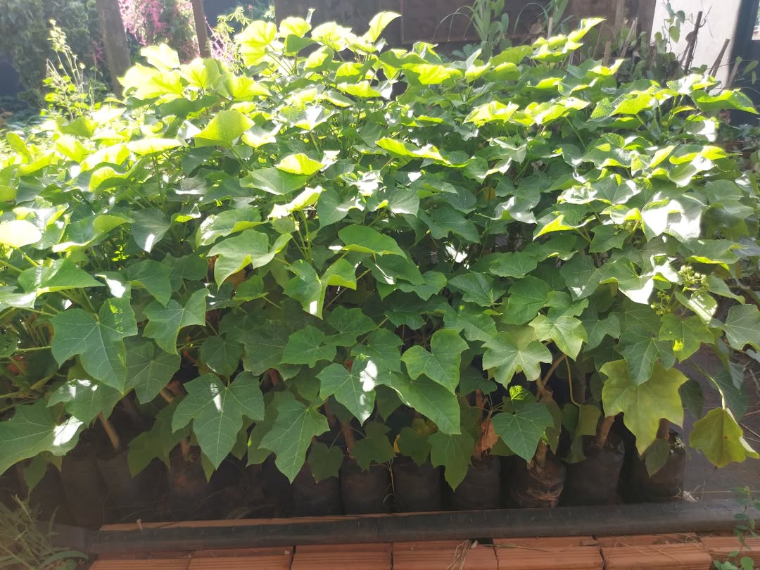 tanaman pagar yang cepat tumbuh, jarak pagar tanaman pagar yang cepat tumbuh, jarak pagar