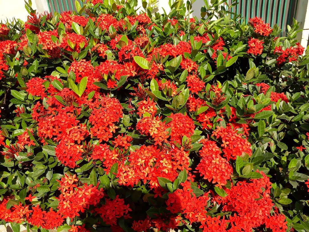 tanaman pagar yang cepat tumbuh, soka tanaman pagar yang cepat tumbuh, soka