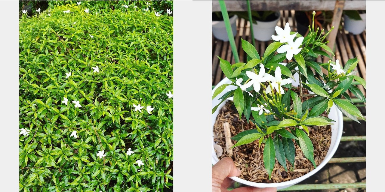 melati jepang melati jepang