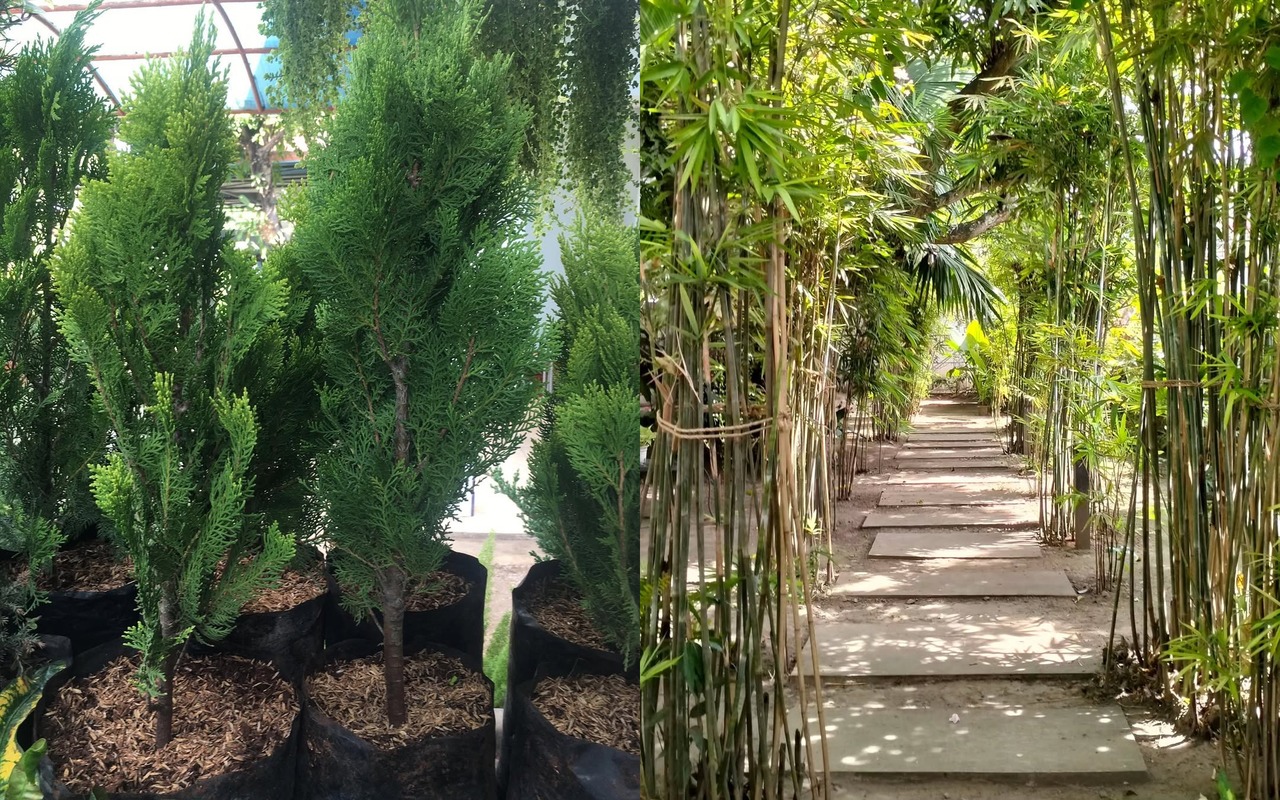 tanaman pagar yang cepat tumbuh