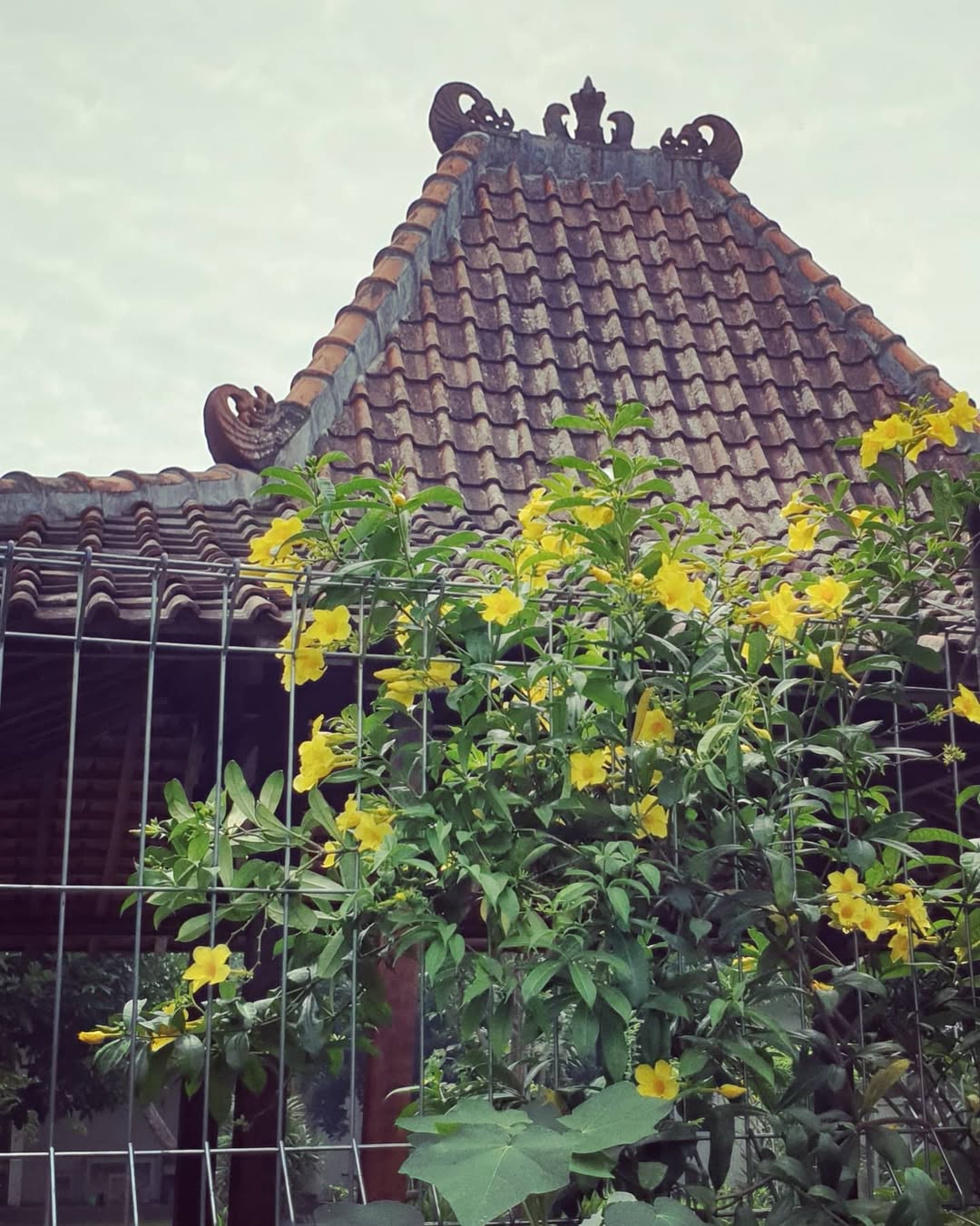 alamanda