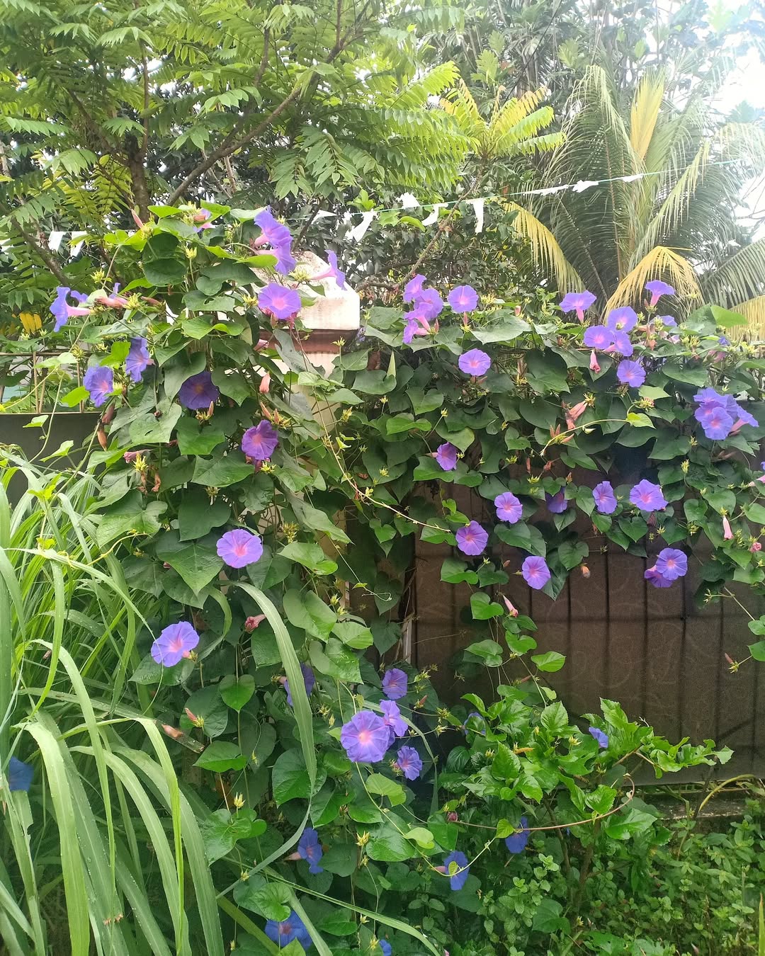 morning glory