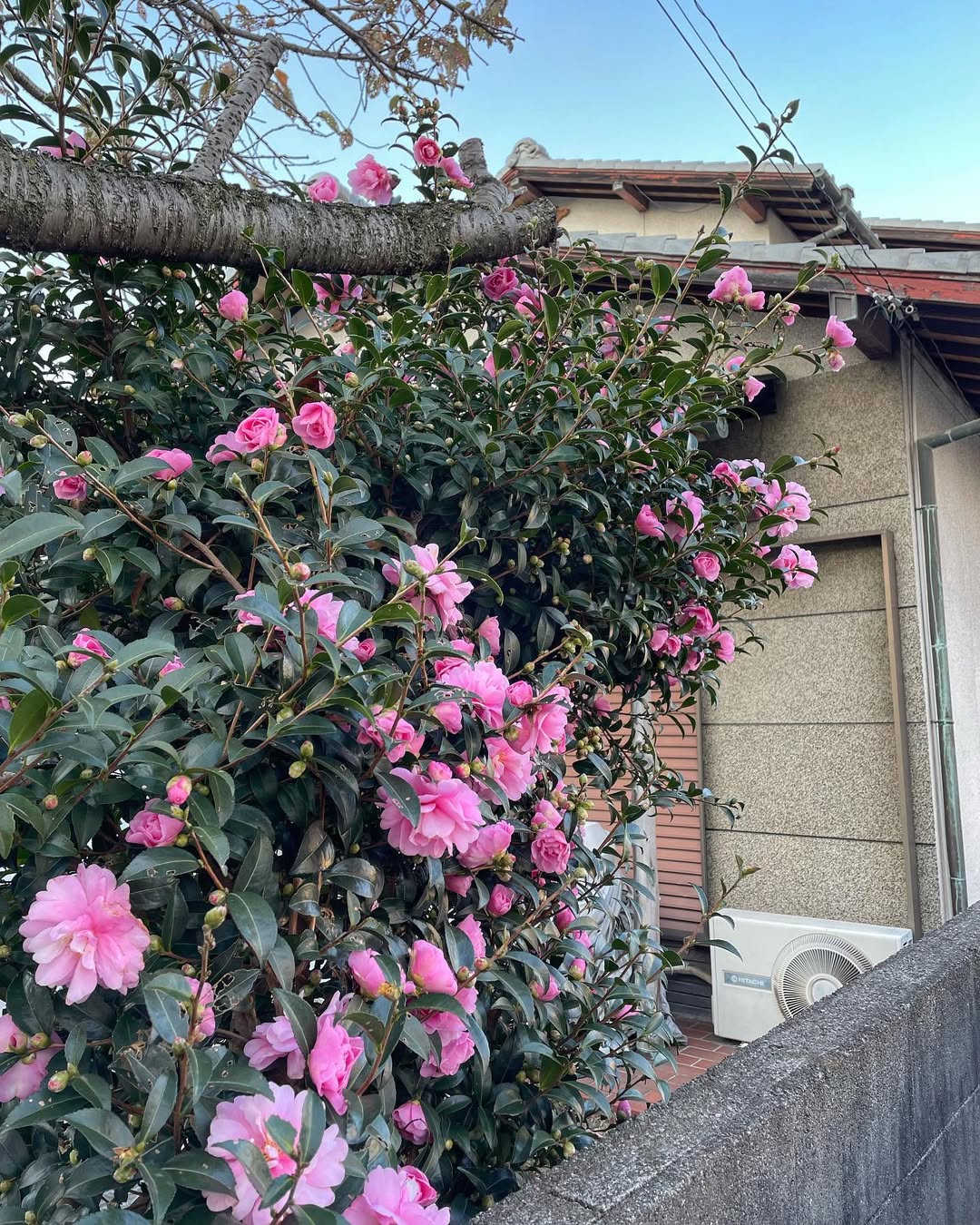 camellia
