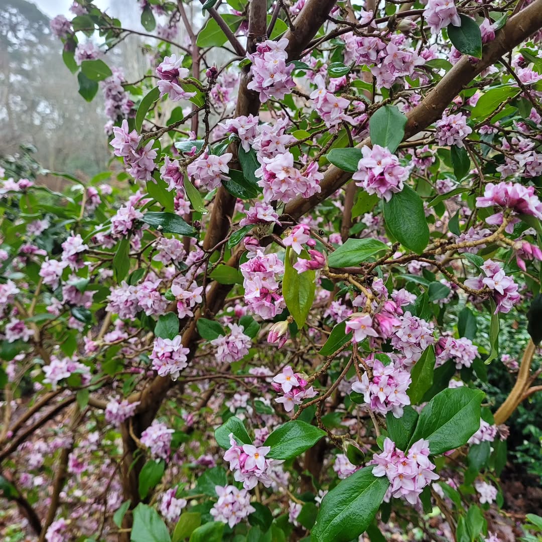 tanaman pagar berbunga, daphne