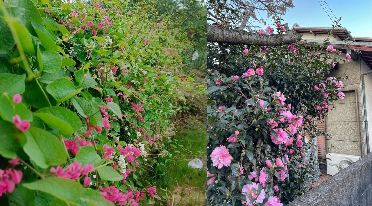 tanaman pagar berbunga