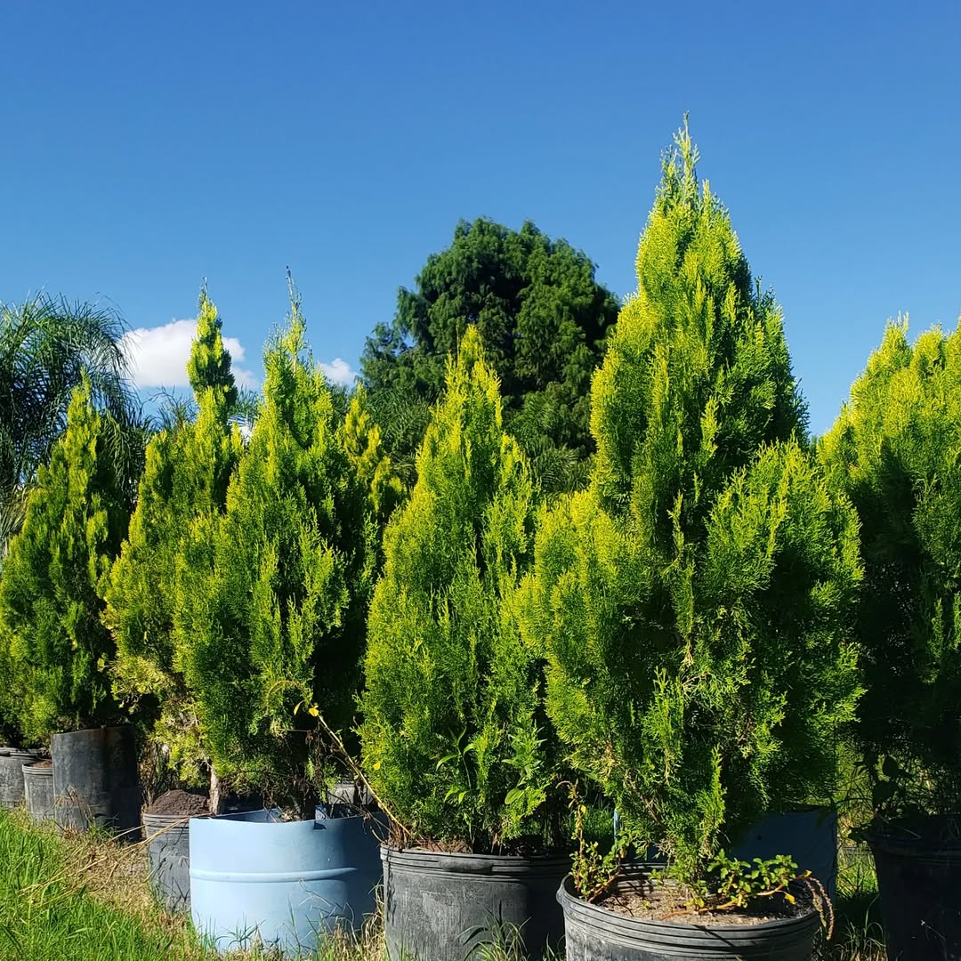 tanaman pagar tinggi, cemara kipas