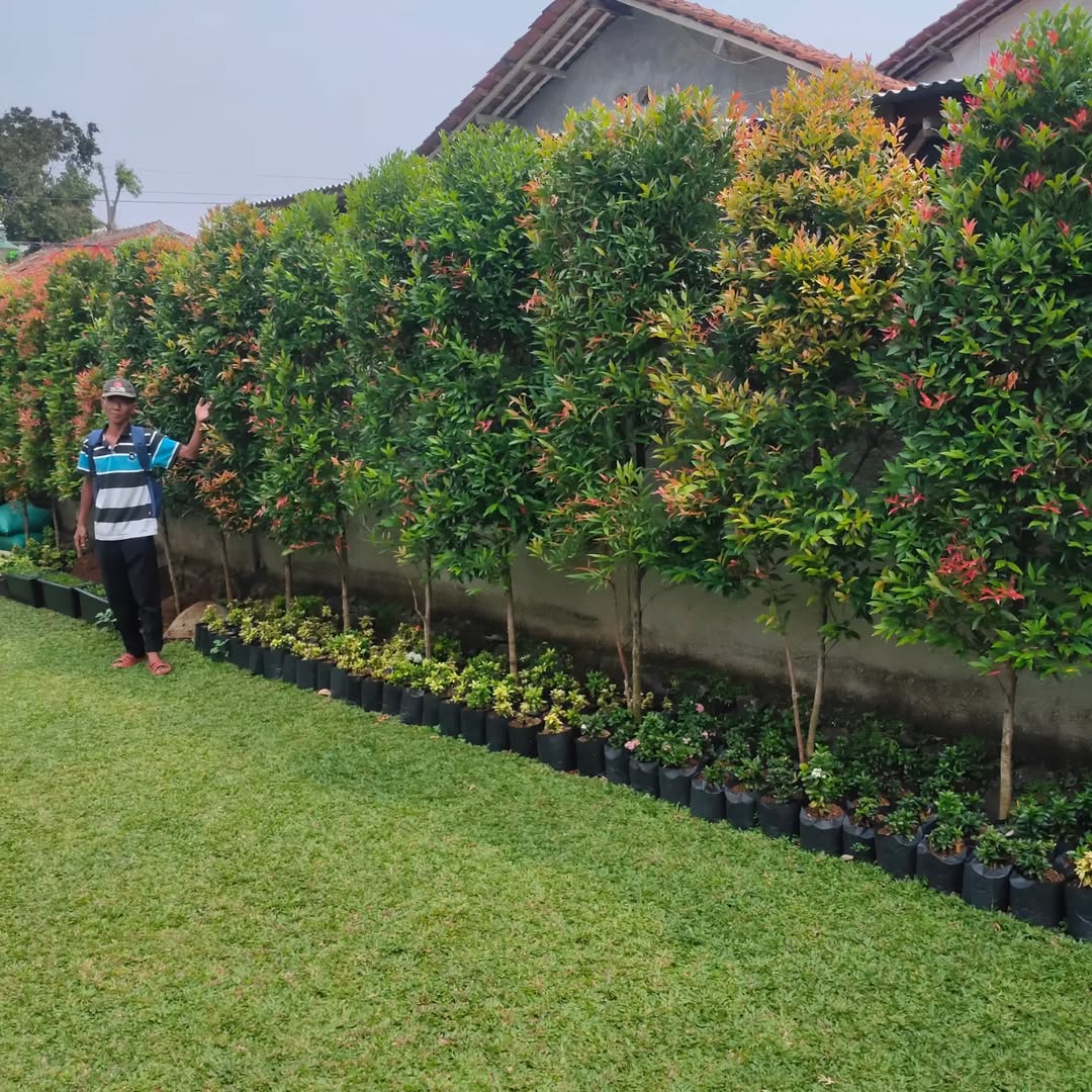 tanaman tinggi untuk pagar, pucuk merah