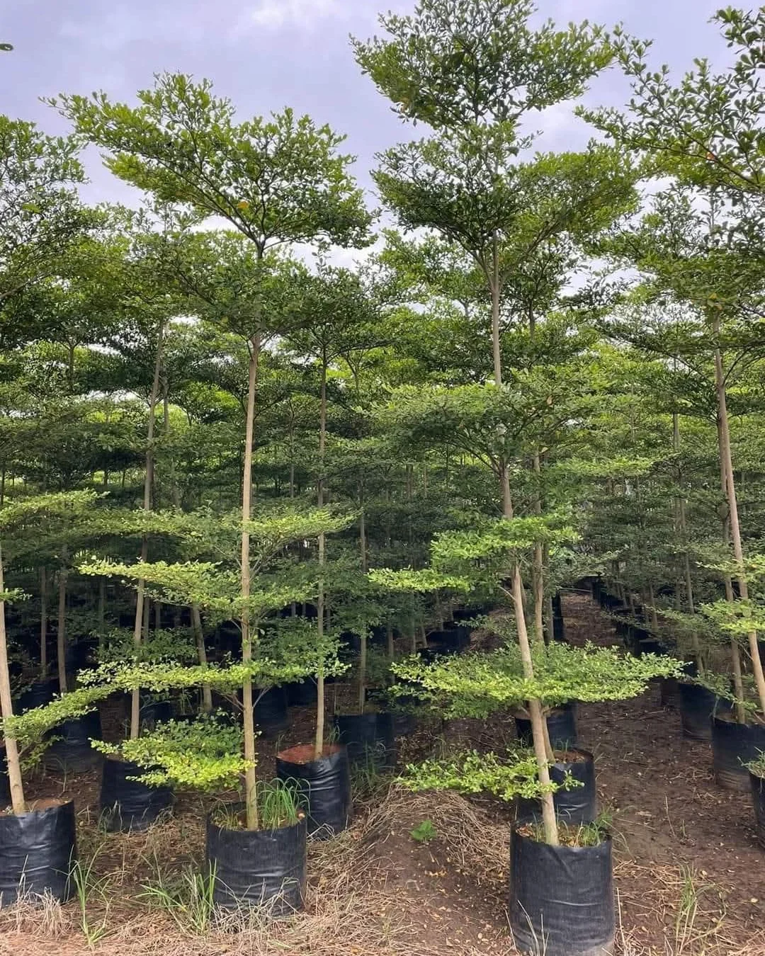 jenis tanaman pagar tinggi, ketapang kencana