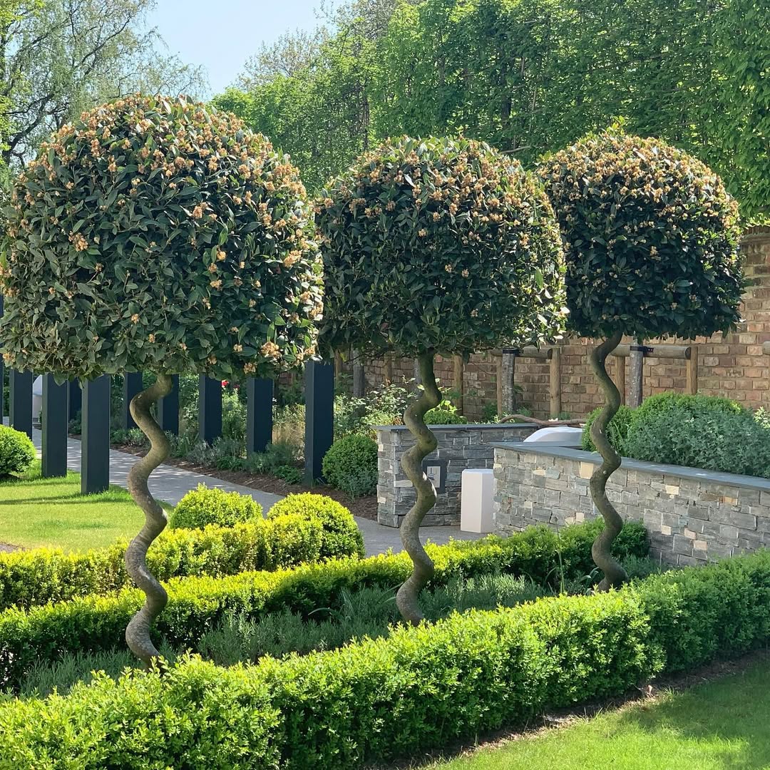 tanaman tinggi untuk pagar, bayleaf