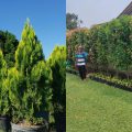 10 Jenis Tanaman Pagar Tinggi yang Cantik & Tahan Lama