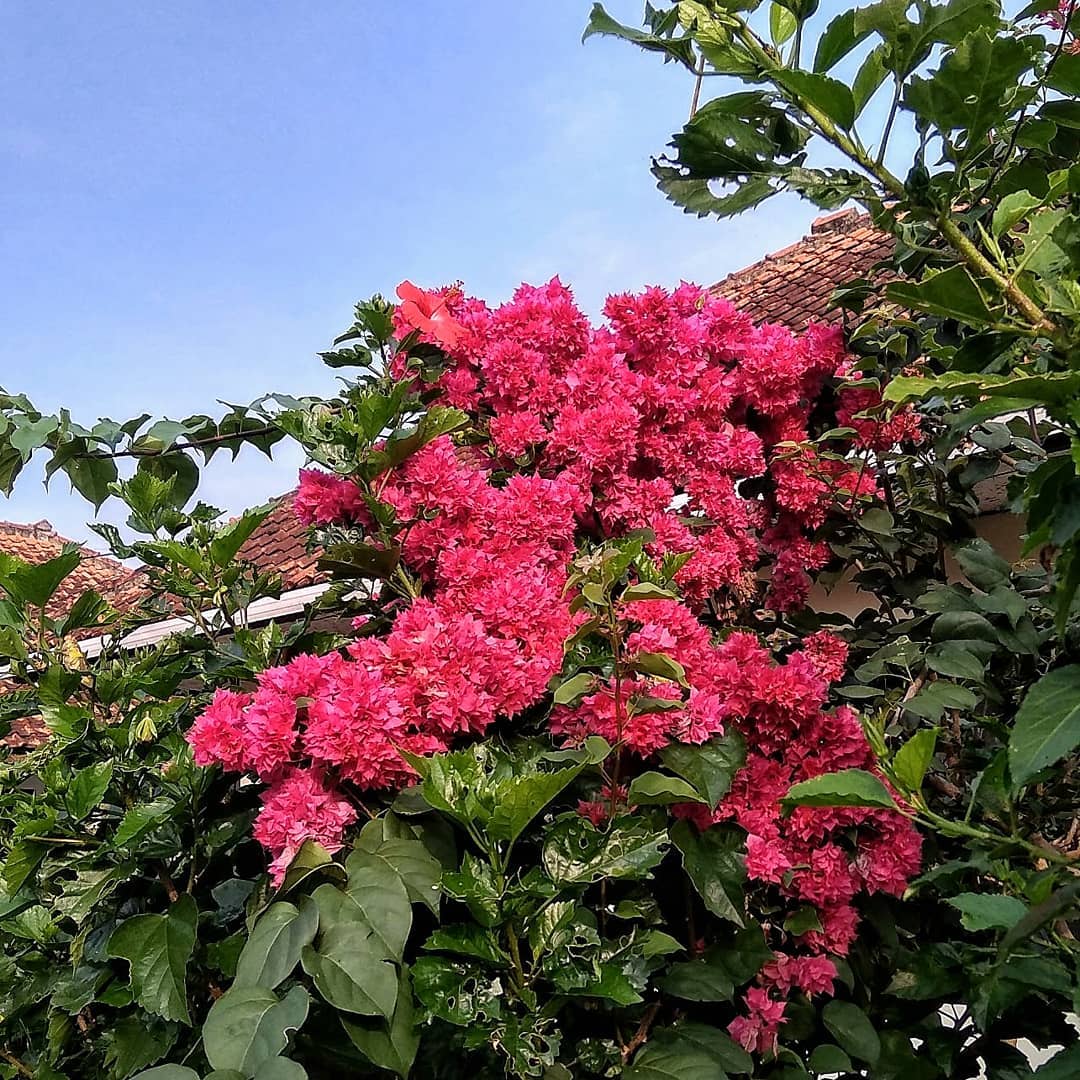 tanaman rambat berbunga merah, bugenvil