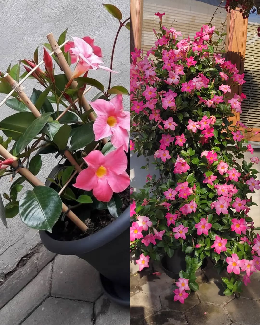 mandevilla sanderi tanaman rambat yang berbunga