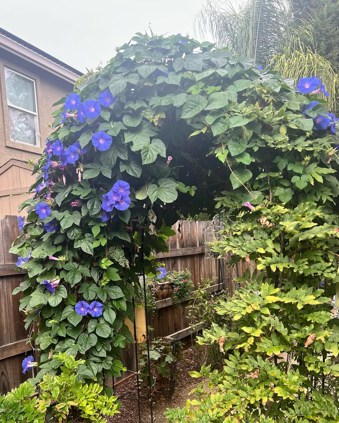 tanaman rambat berbunga ungu, morning glory