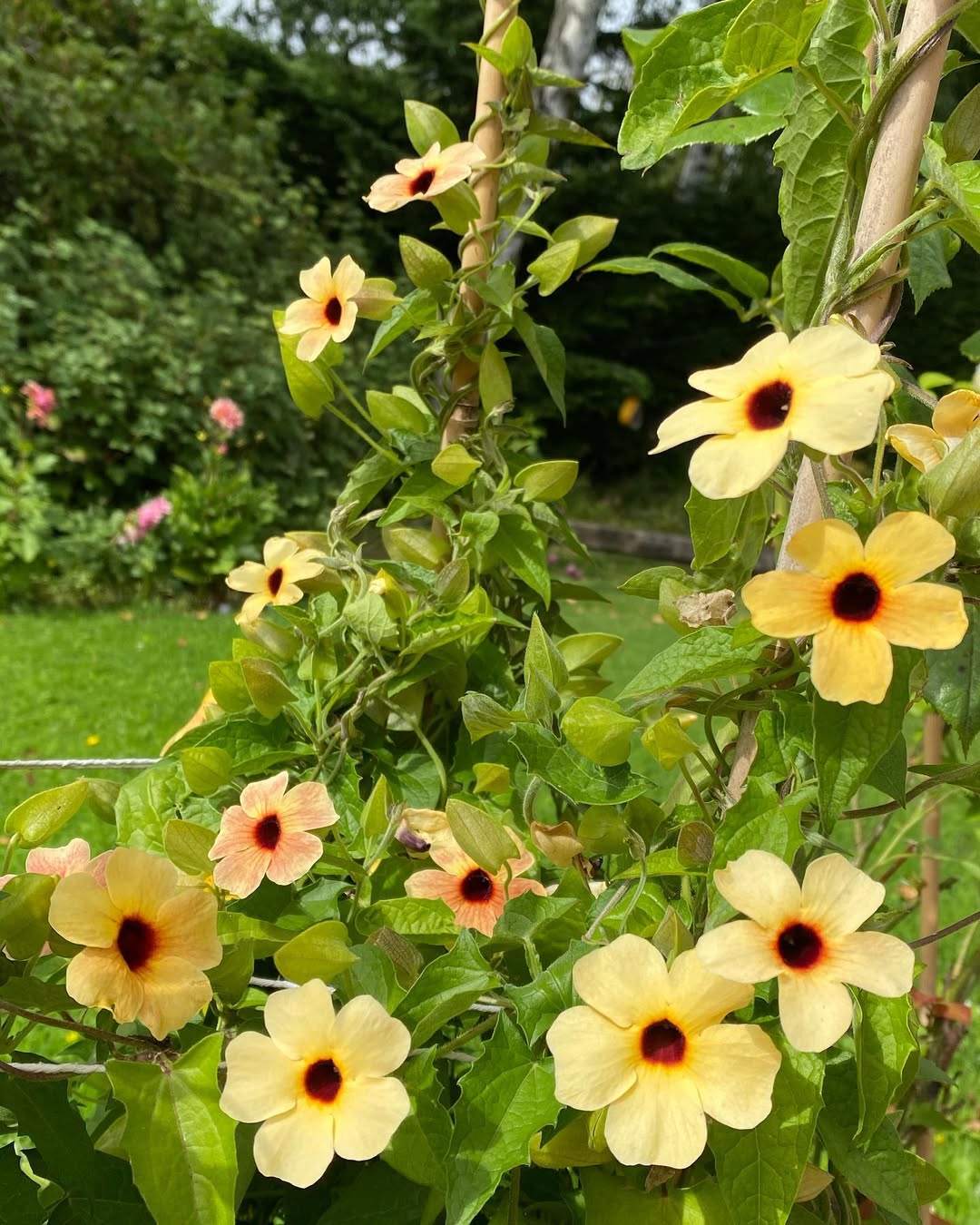 tanaman rambat berbunga kuning, thunbergia