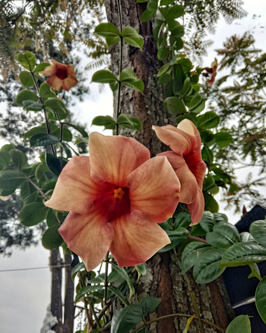 tanaman rambat berbunga orange, alamanda
