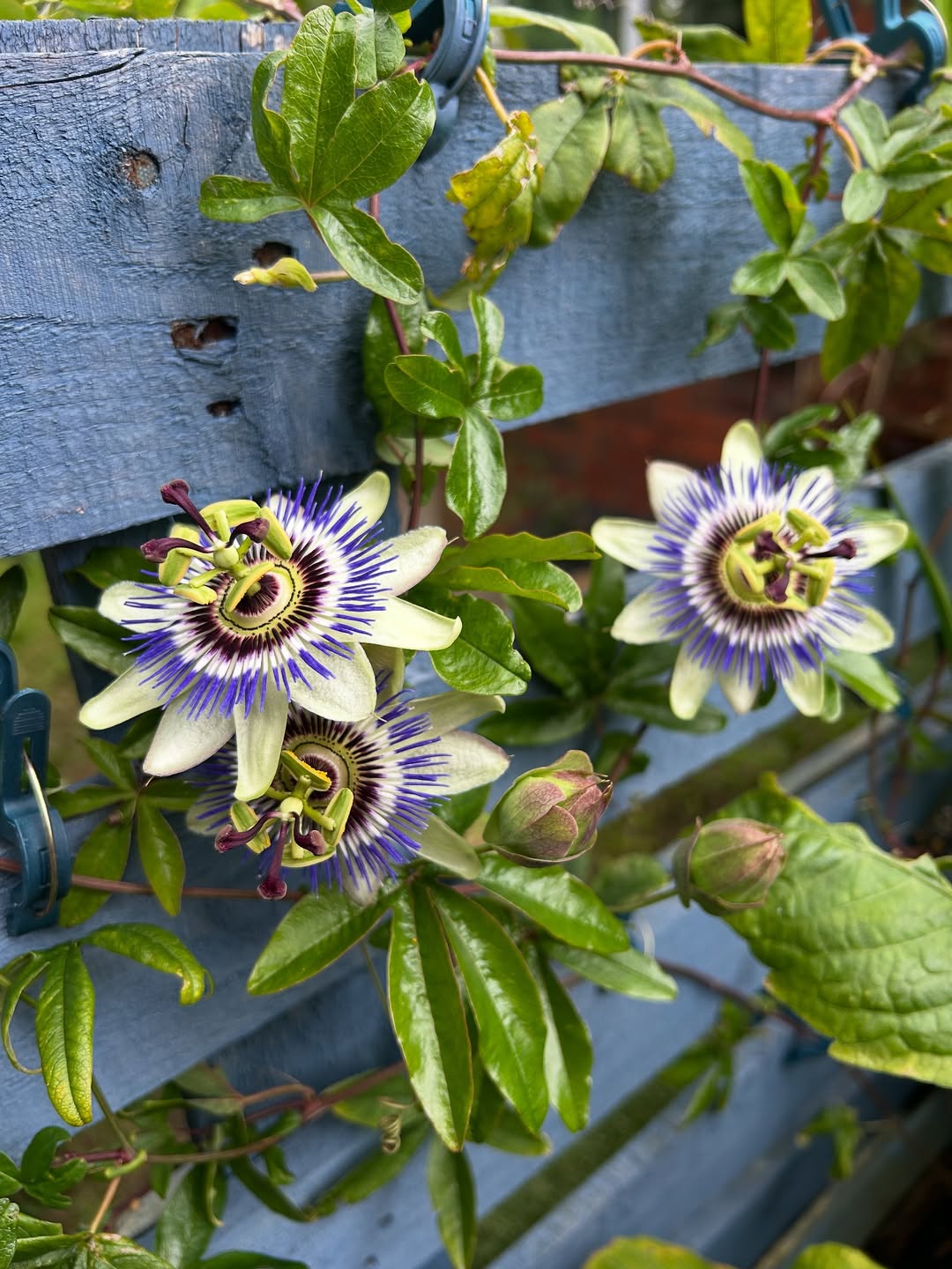 passiflora