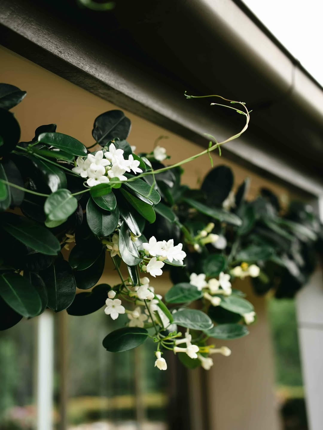 tanaman rambat berbunga putih, melati madagascar